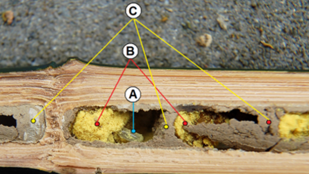 Doorsnede bamboestengel: A= eitje, B= voedsel en C= tussenwandje
