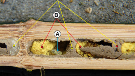 Doorsnede bamboestengel: A= eitje, B= voedsel en C= tussenwandje